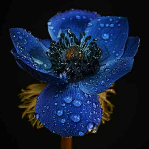 سجاد حسینی منو بردن به مکتب خانه ی غم آی گل بختیاری